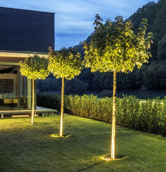 Allee mit drei Bäumen im Vorgarten des Mantel KreativPlanungs GmbH Bürogebäudes. Beleuchtung durch Erdspieße von SLV.