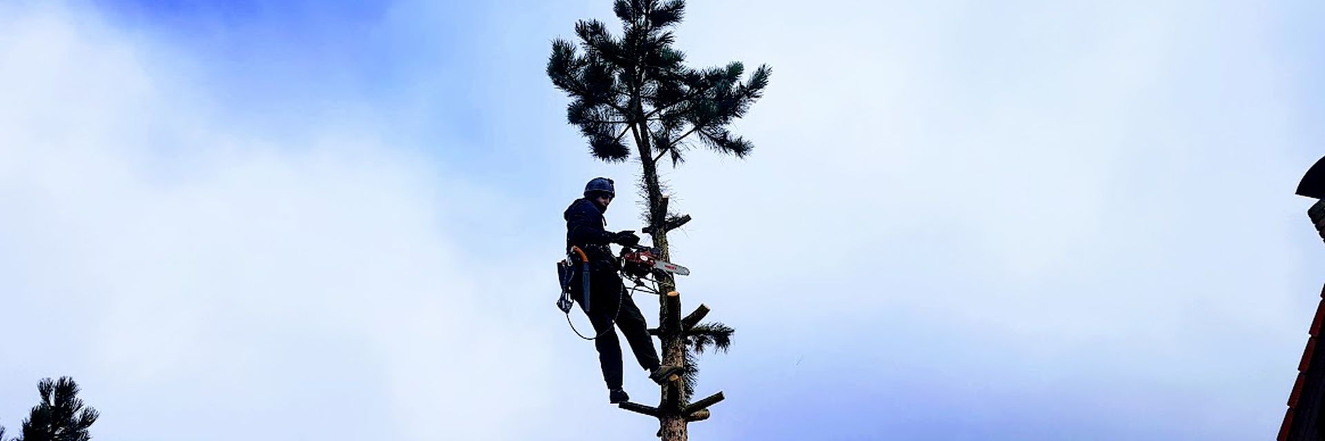 Co je rizikové kácení stromů