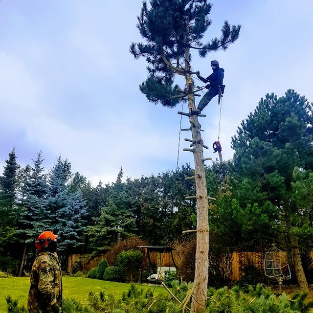 Kácení stromů ve výškách