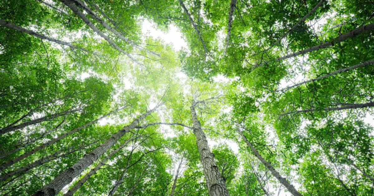 Guardando verso l’alto alberi alti con foglie verdi rigogliose, la luce del sole che filtra attraverso la chioma, creando una scena forestale serena e vivace.