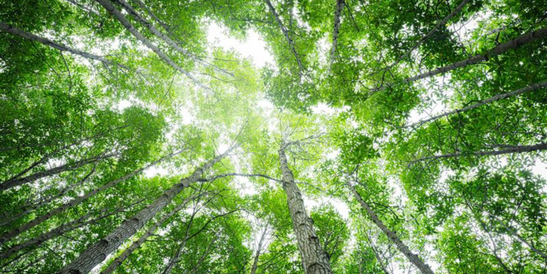 Guardando verso l’alto alberi alti con foglie verdi rigogliose, la luce del sole che filtra attraverso la chioma, creando una scena forestale serena e vivace.