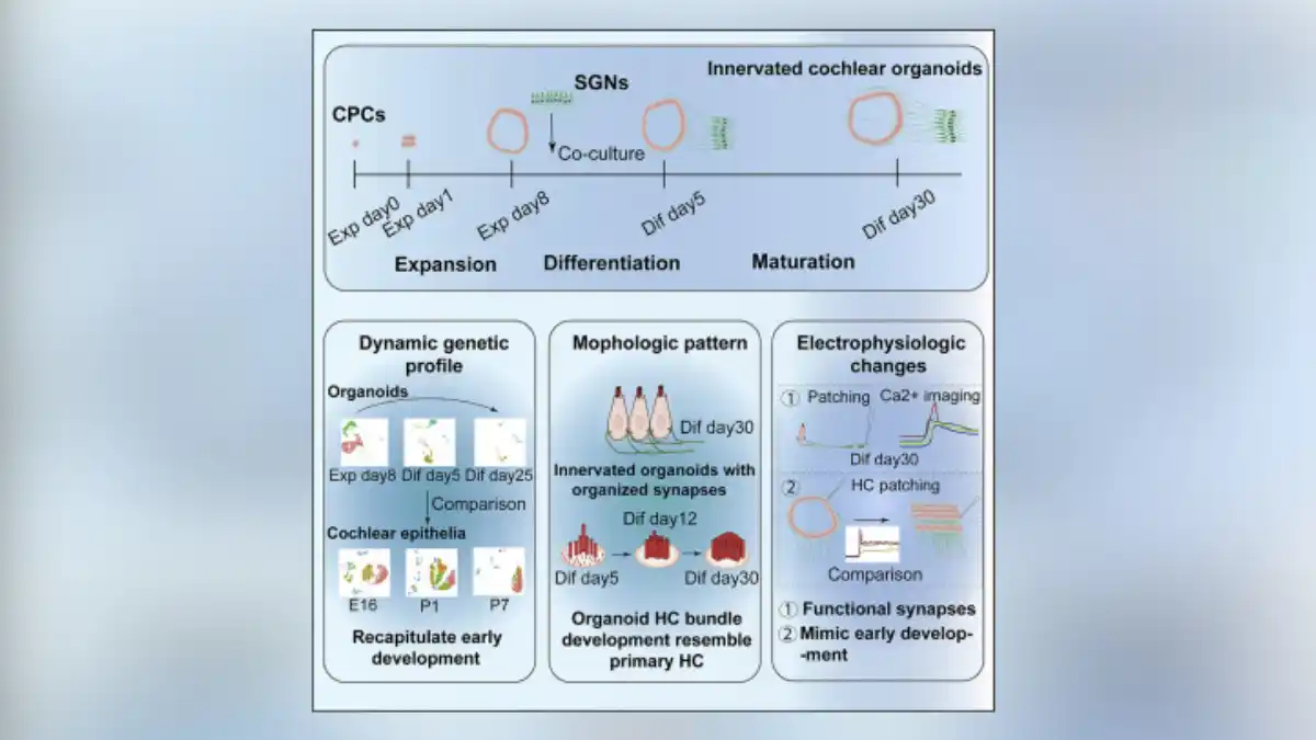 Diagram from Xia, Ma, Wu, et al detailing the progression of the hair cells and their innervation.