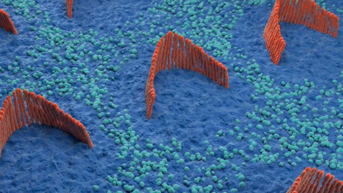 Hair cells are tiny structures that are tuned to sound vibrations within the cochlea, the spiral-shaped part of our inner ear responsible for hearing. The hair cells are arranged in bundles like those shown here and bathed by endolymphatic fluid which, under normal circumstances, keeps them functioning properly and acts as a medium for the transmission of sound waves from the eardrum and middle ear.
