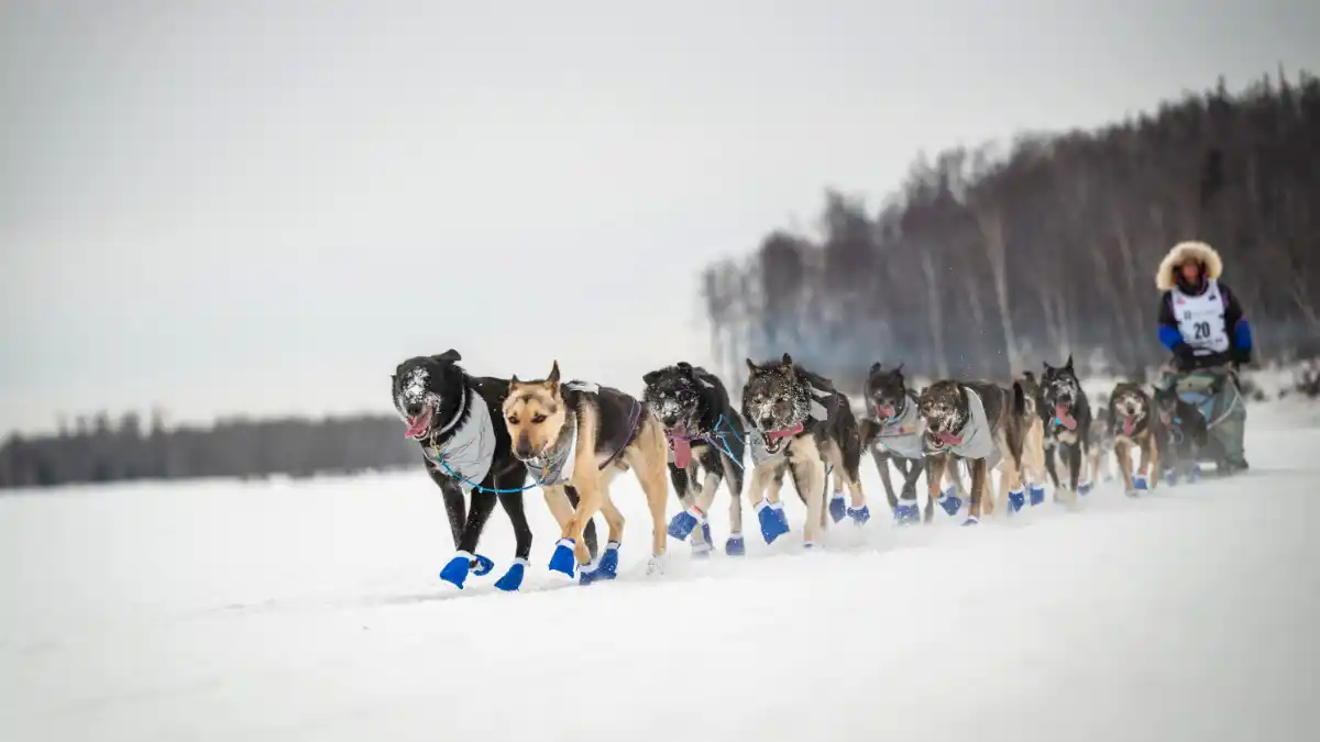 Starkey Musher Royer With Sled Dogs