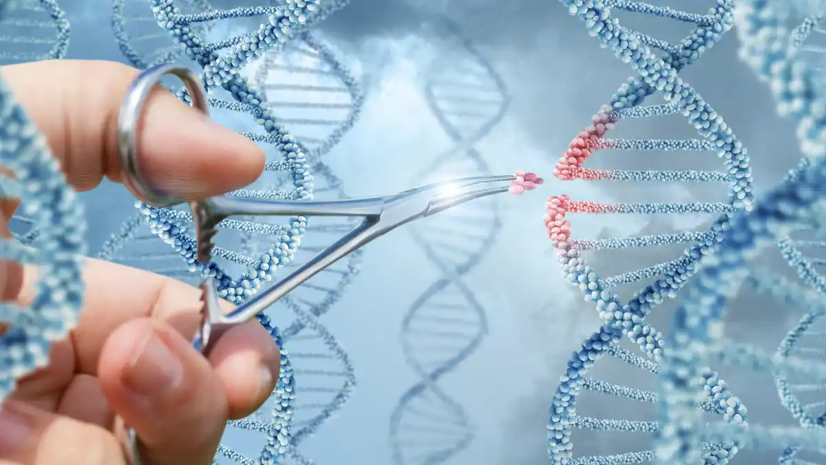 A successful gene therapy and drug treatment could mean the difference between someone being able to use a hearing aid versus needing a cochlear implant.
