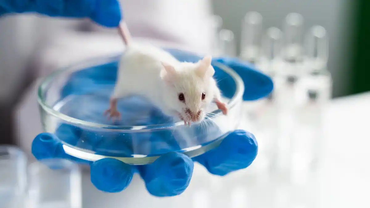 Reversing hearing loss in mice