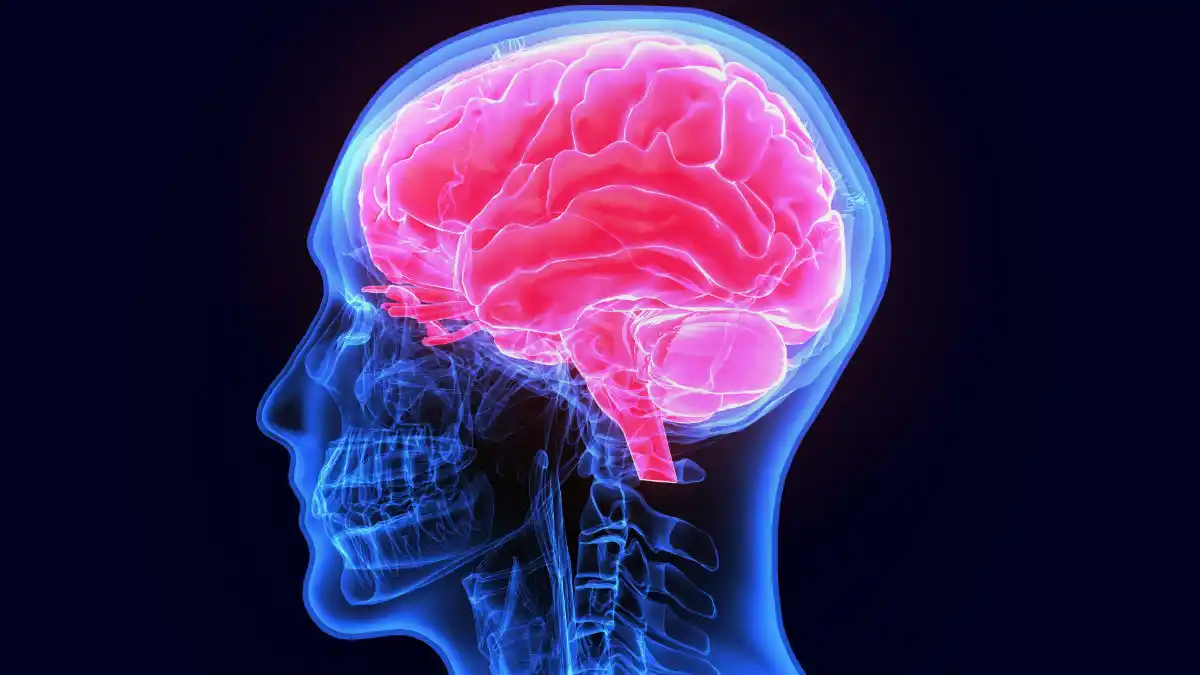 Brain Scan Of Head Mri