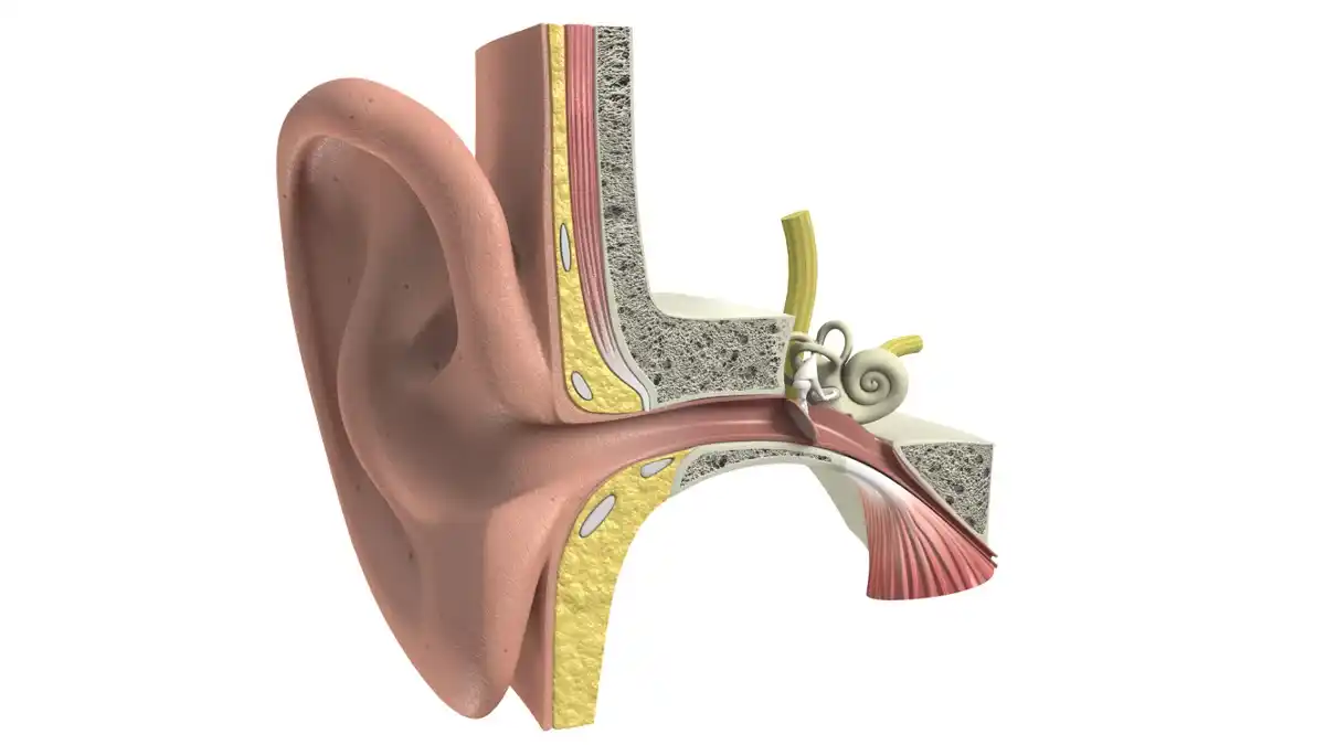 Ear Anatomy Cochlea 1200 X 675