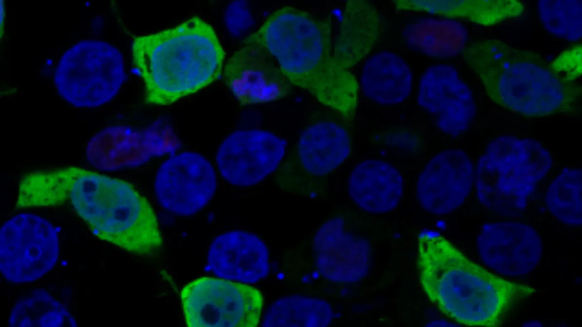 Cell Mutation Mt Sinai