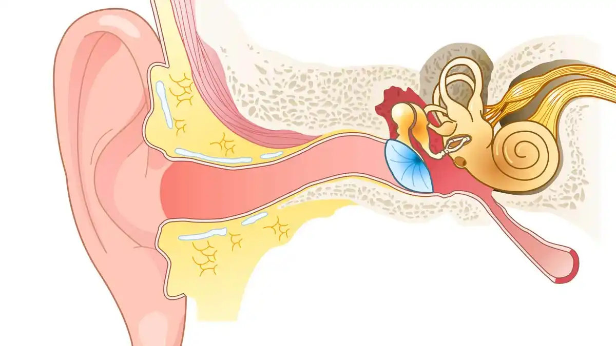 Mixed Hearing Loss
