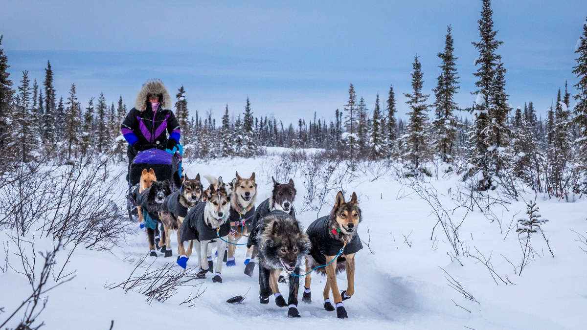 Starkey Announces Elite Sled Dog Musher Jessie Royer as Brand Ambassador