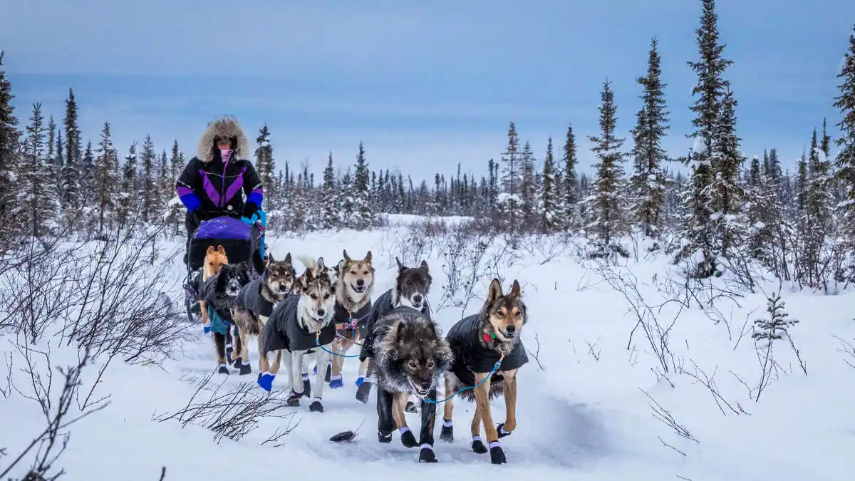 Jessie Royer and her sled dogs on the trail.