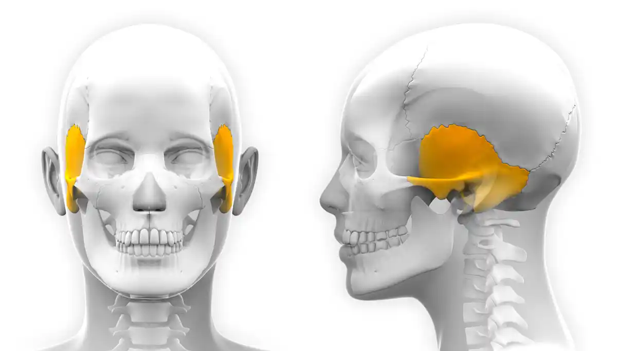 Anatomie des weiblichen Schläfenbeins am Schädel