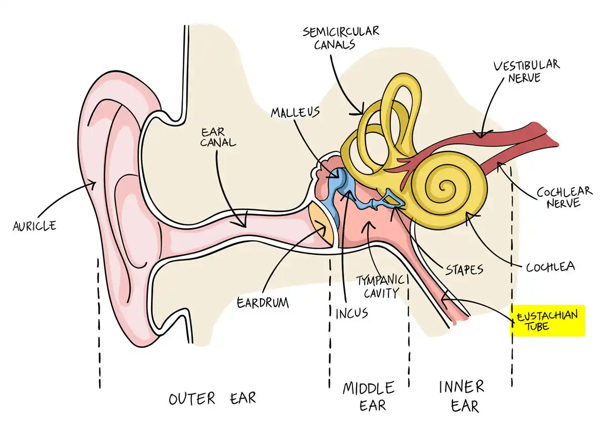 A schematic of the human ear.