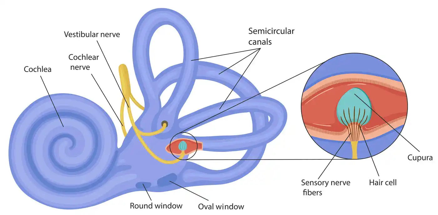 Internal ear and vertigo