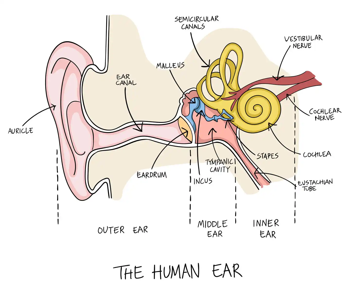 Human Ear Diagram