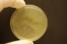 Ozone 1 * 24 sec. (after1,5 h)