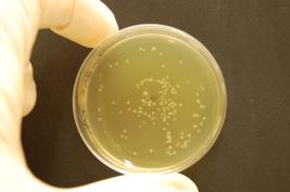 Ozon 3 * 24 Sek. (sofort)