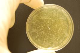 Ozon 3 * 24 Sek. (sofort)