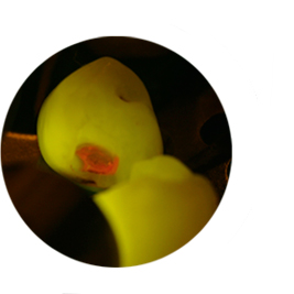 //a.storyblok.com/f/45617/5f1c43aa00/tooth-with-facelight.jpg