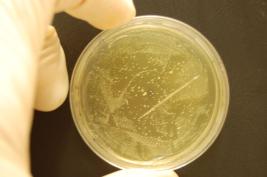 Ozon 1 * 24 Sek. (sofort)