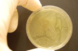 Ozon 3 * 24 Sek. (nach 1,5 h)