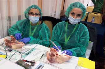 Hands-on an an tierischen Unterkiefern
