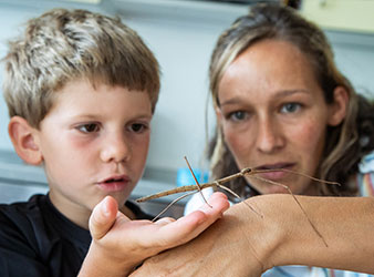 Stabheuschrecke erforschen