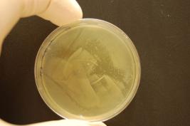 Ozon 1 * 24 Sek. (sofort)