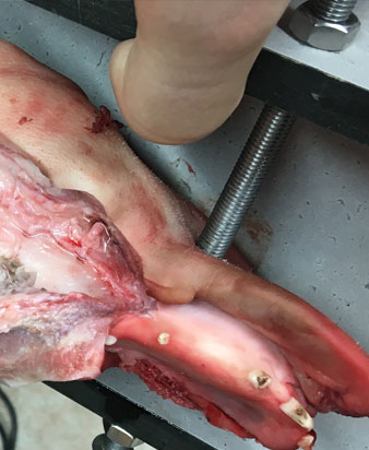 Taller de tratamiento de maxilares de cerdo con Tigon+