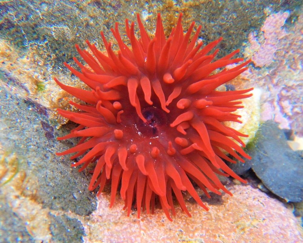 Explore Your Shore! | Dublin Bay Biosphere
