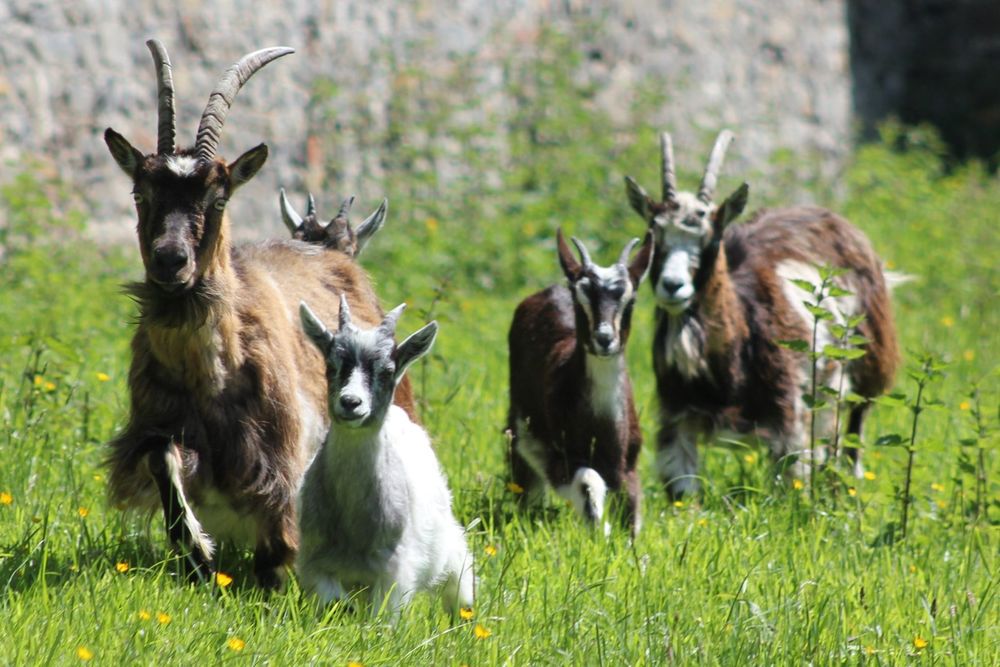 The Old Irish Goats are Coming! | Dublin Bay Biosphere