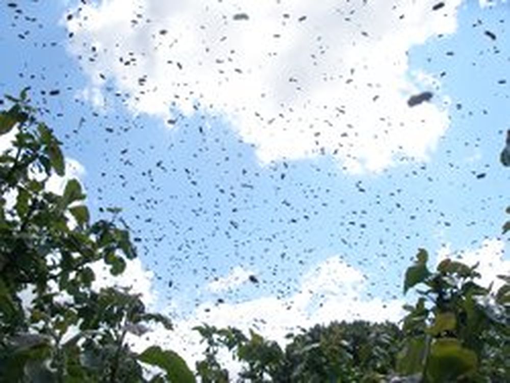 Free Honey Bee Swarm Collection | Dublin Bay Biosphere