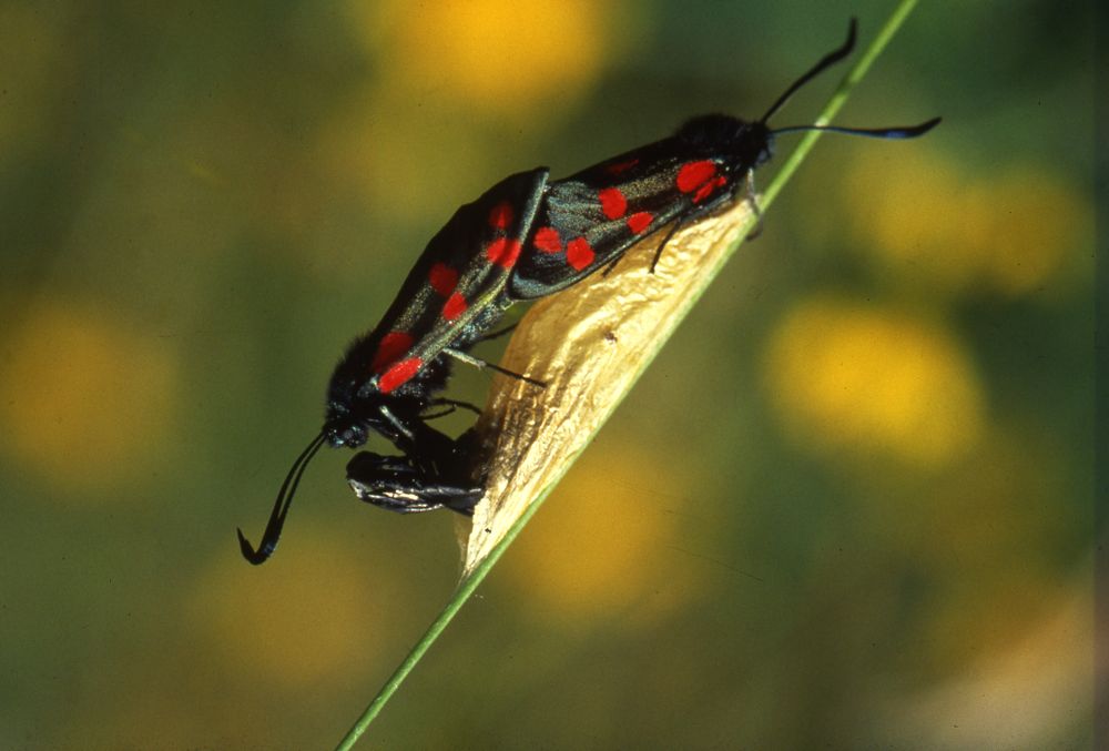 A Beginners Guide to Insects | Dublin Bay Biosphere