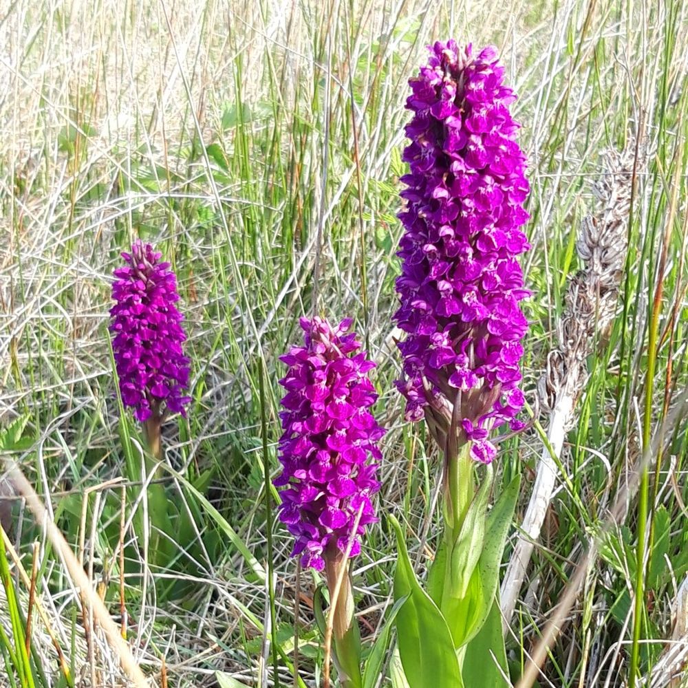 Flowers of the Biosphere inar Dublin Bay Biosphere