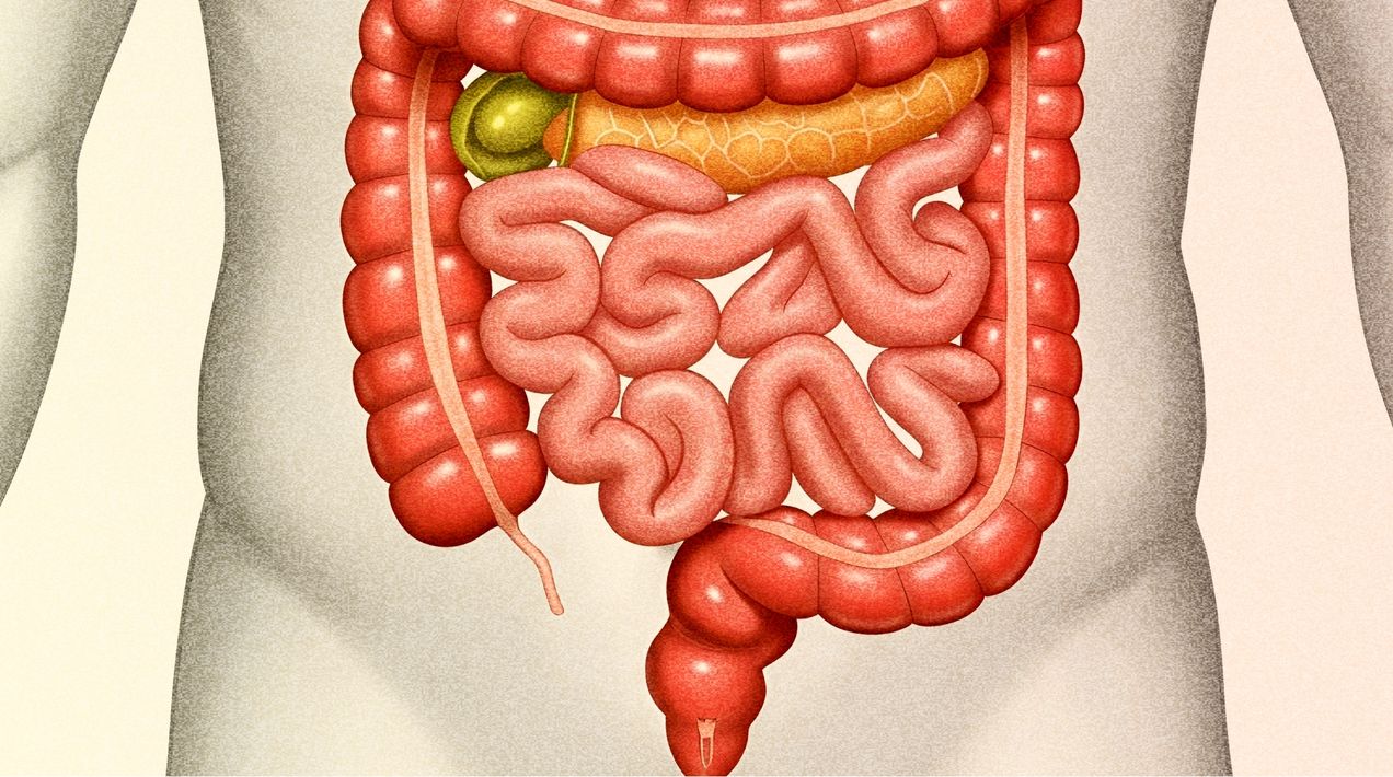 Почему возникает дисбактериоз кишечника и как его распознать