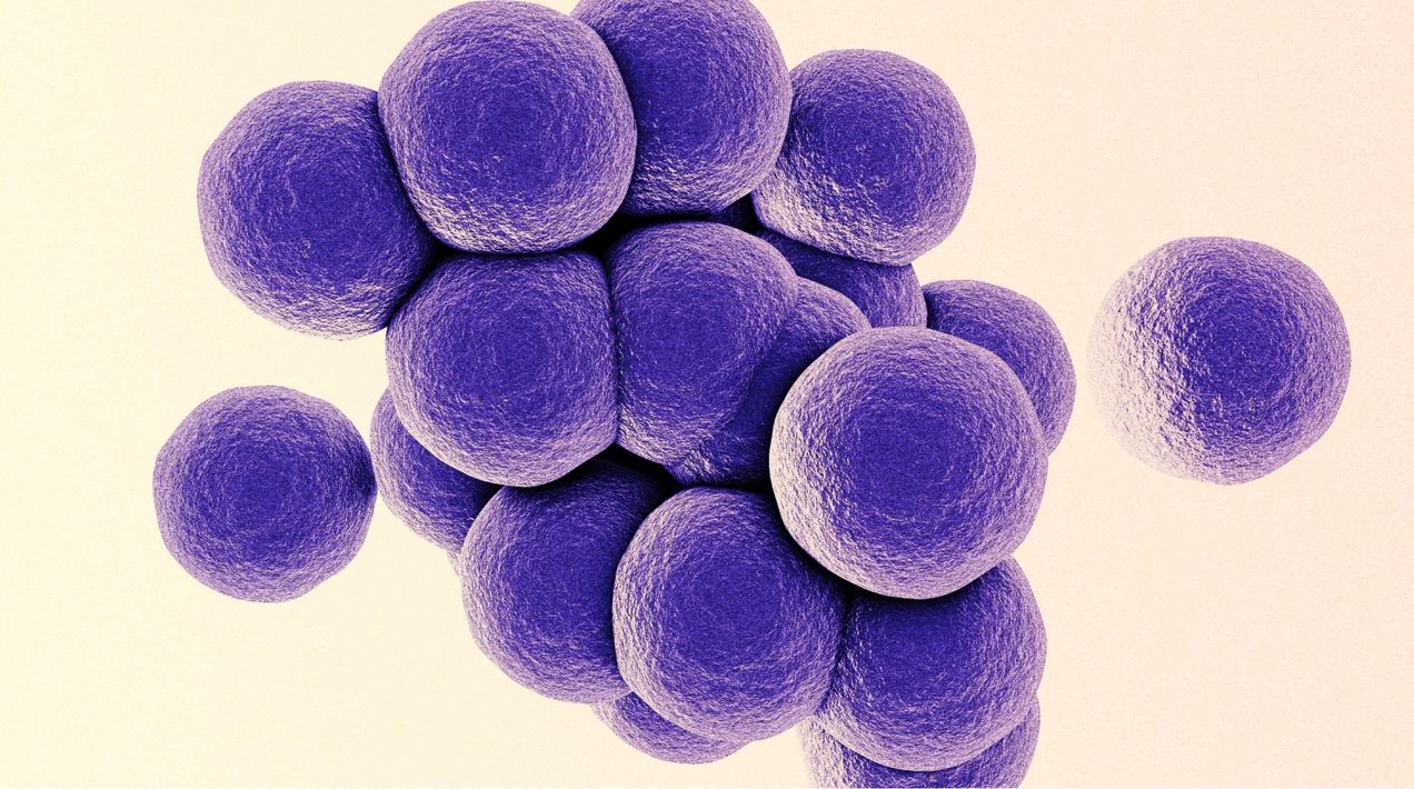 Стафилококковая инфекция у взрослых: что нужно знать и как лечить