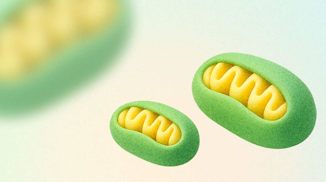 Как движение «обновляет» клетки – и почему это важно после 30