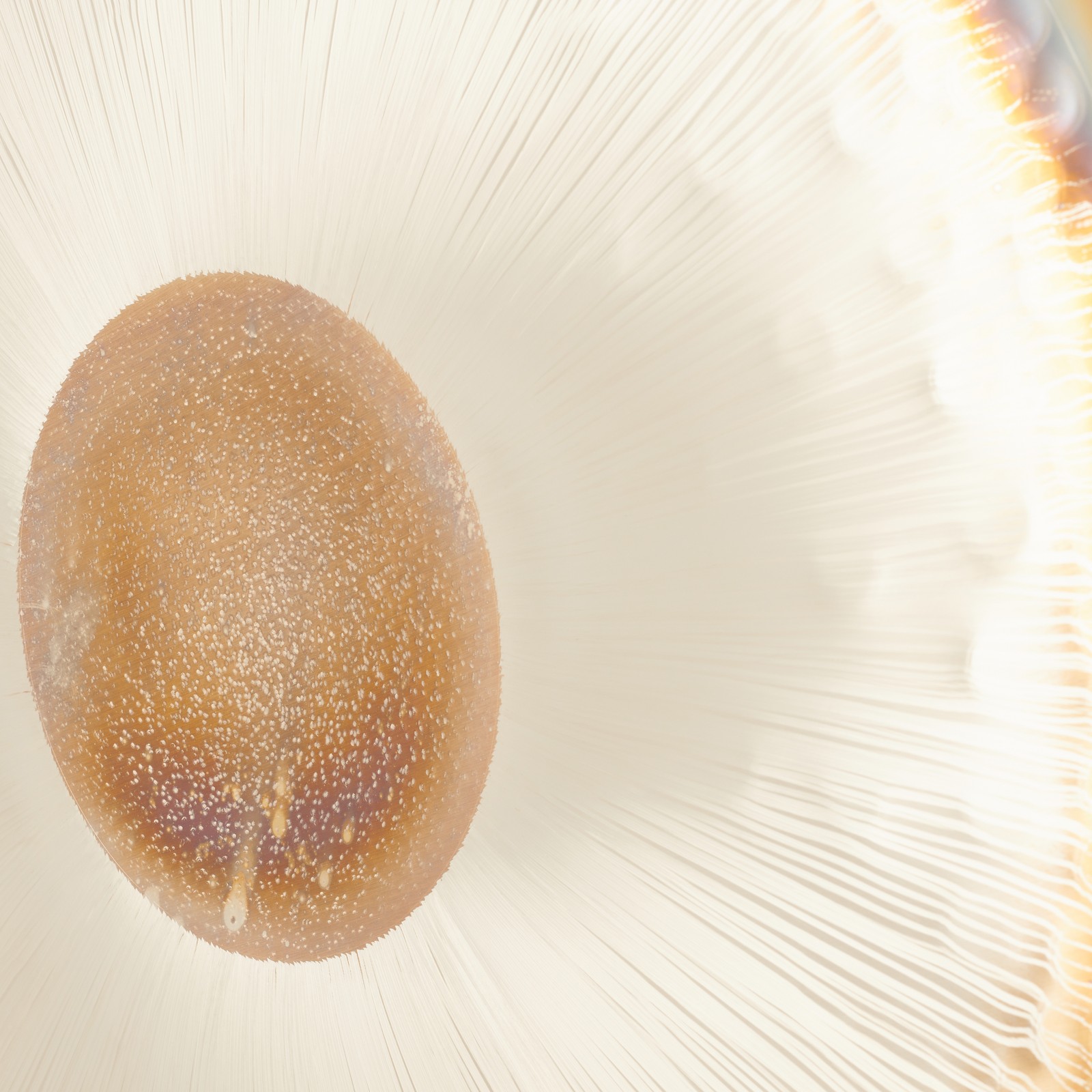 Thomann 32"/81cm Water Gong, Detail