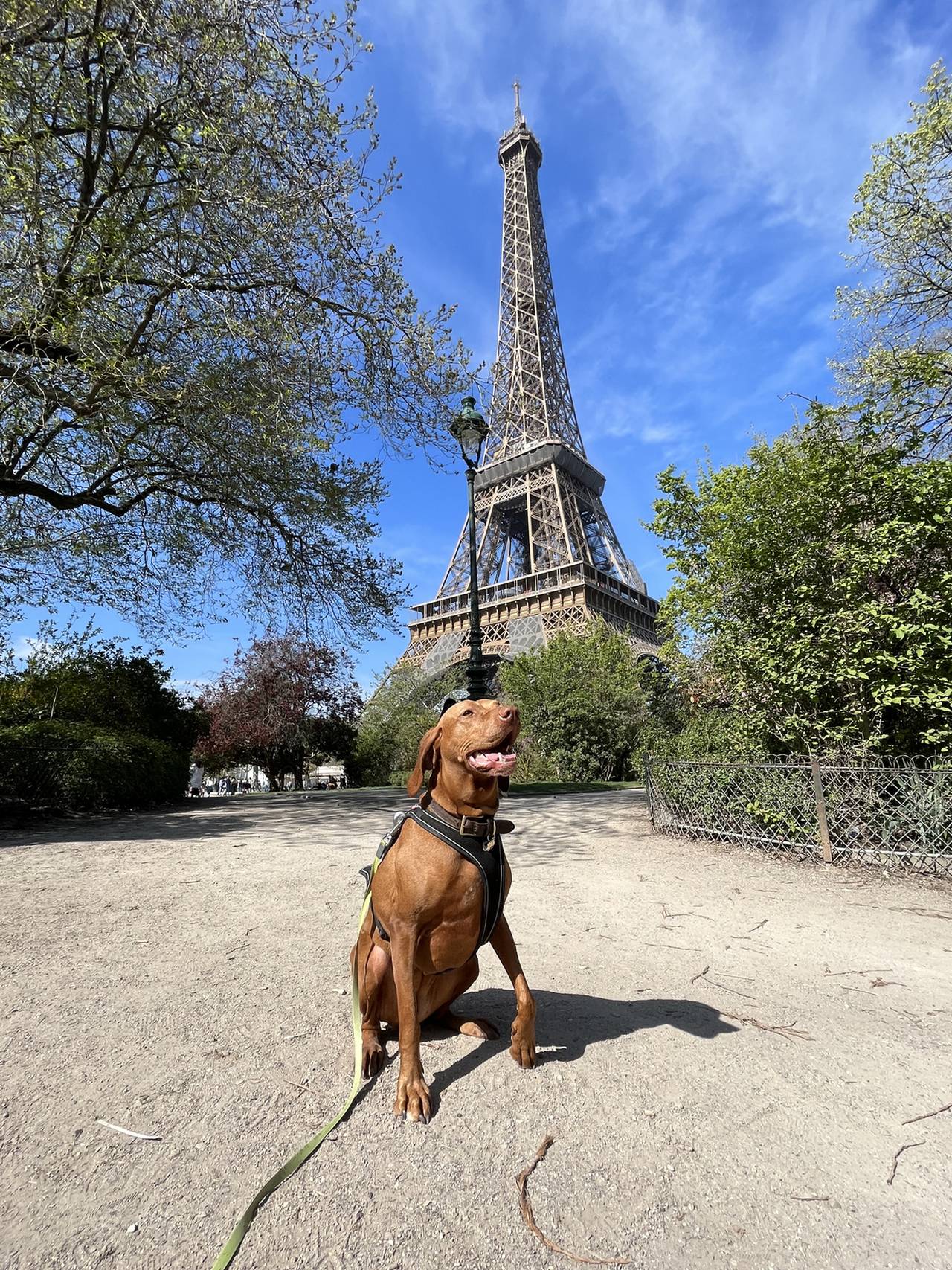 Avec votre chien à Paris