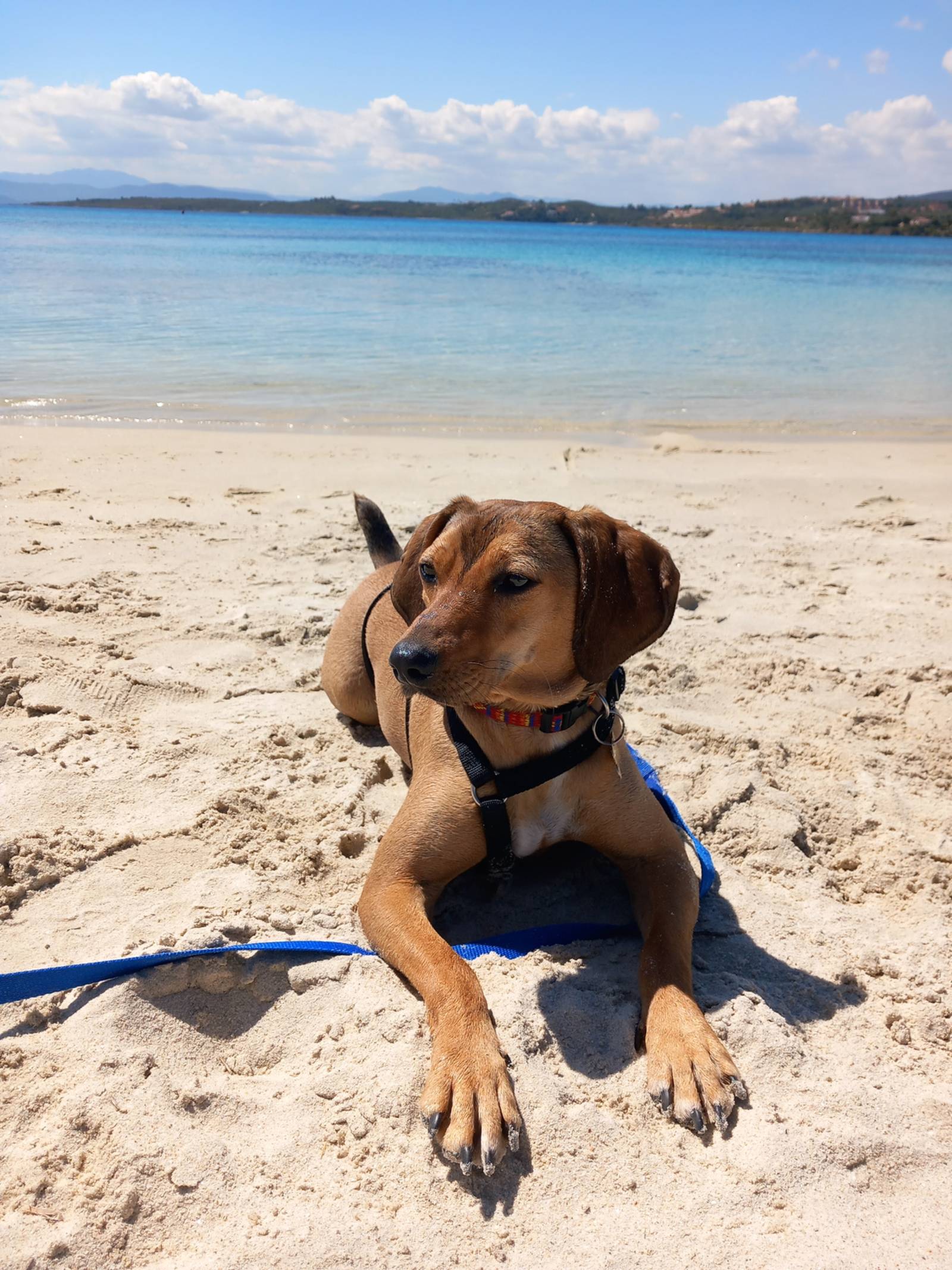 spiaggia pet friendly sardegna