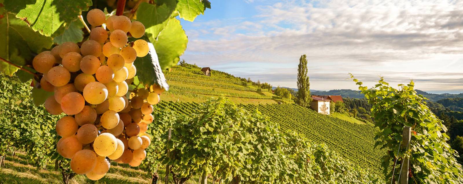 Blog-wine-trips