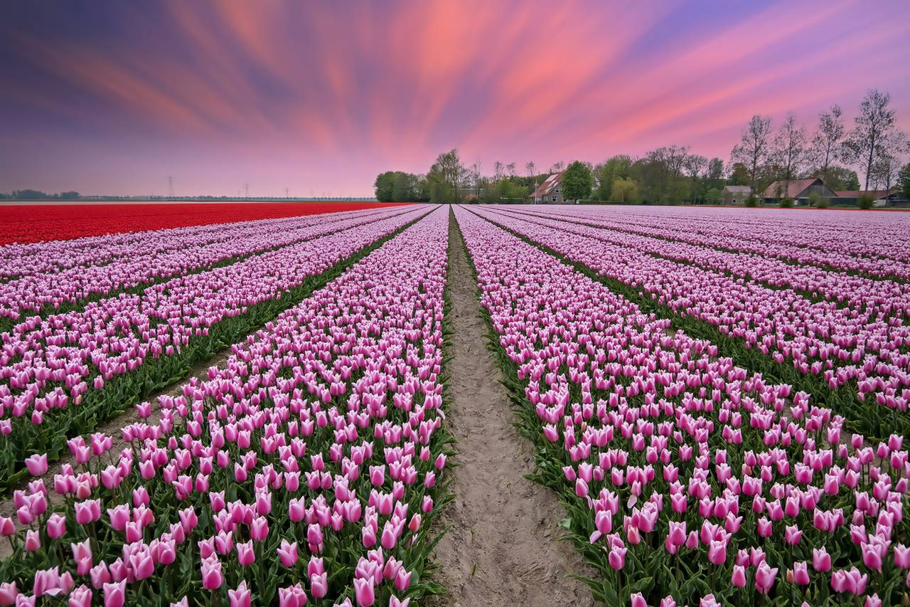 campos de tulipanes en Holanda