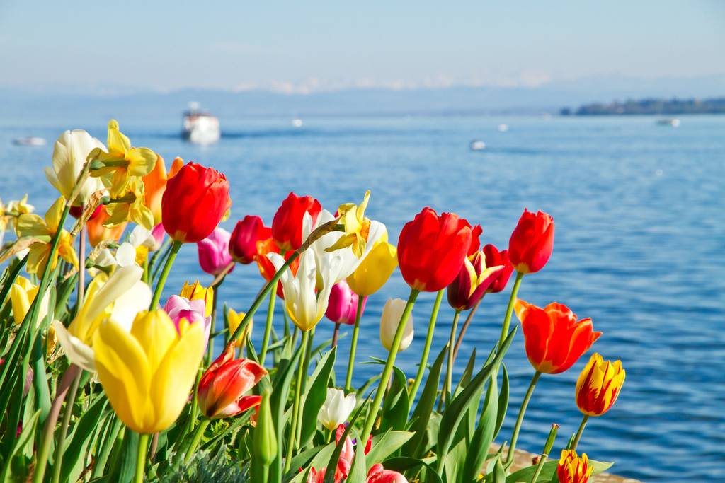 Blick auf den Bodensee mit Tulpen im Vordergrund