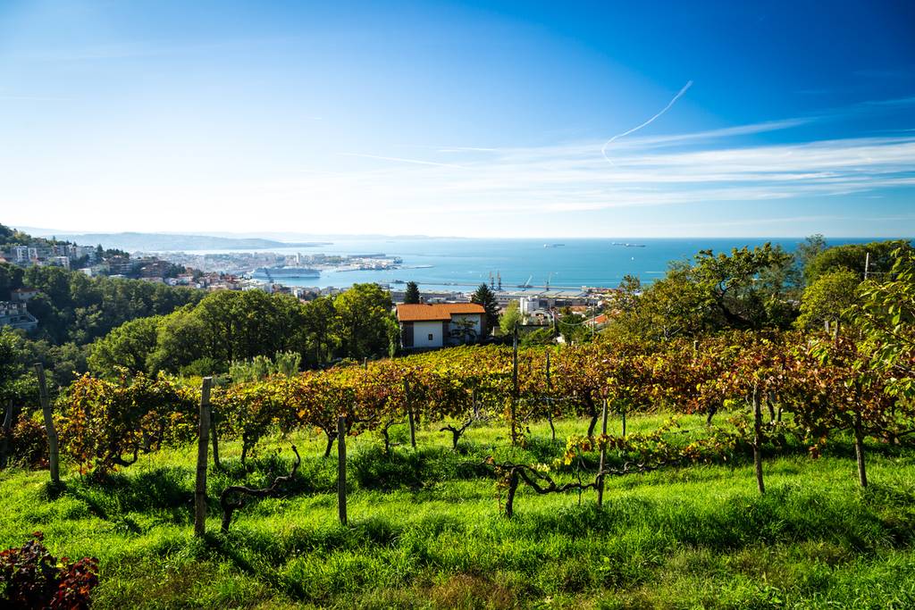 Strada del vino Terrano 