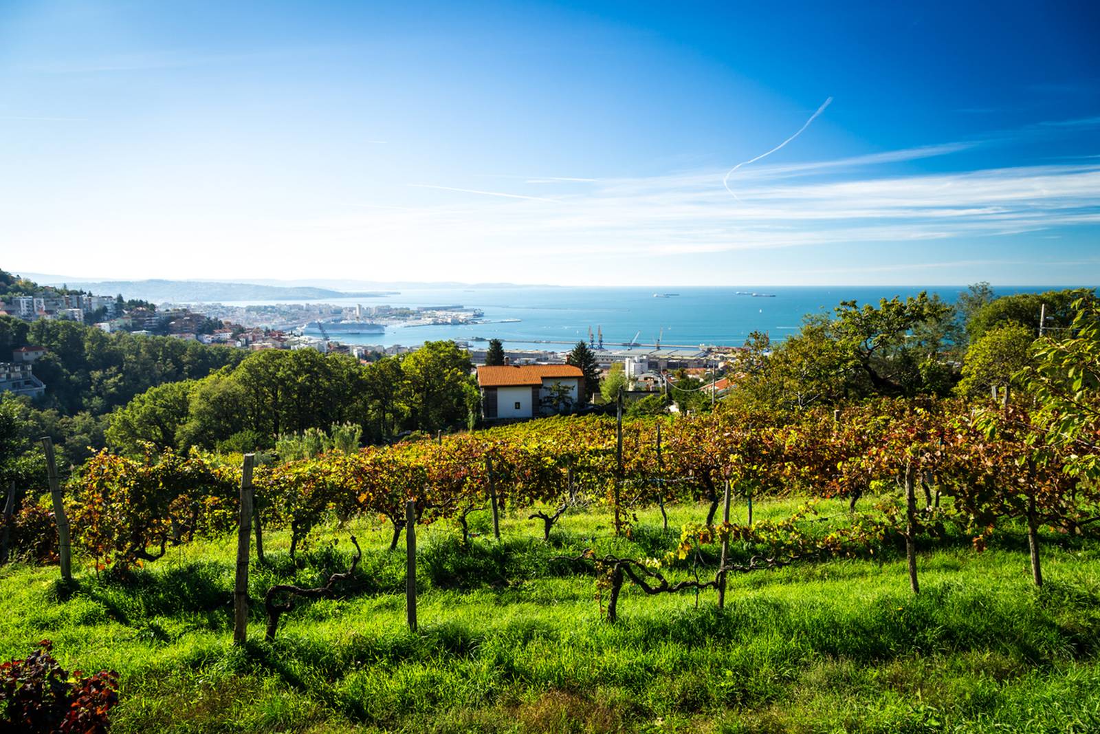 Strada del vino Terrano 