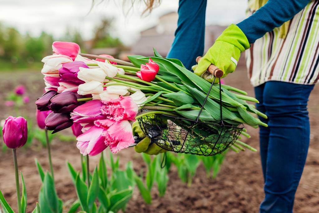 Vrouw met mand vol vers geplukte roze tulpen