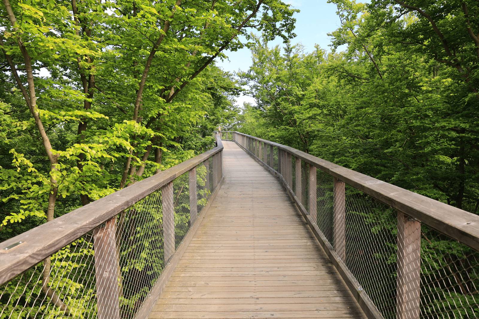Holzsteg durch die Baumwipfel