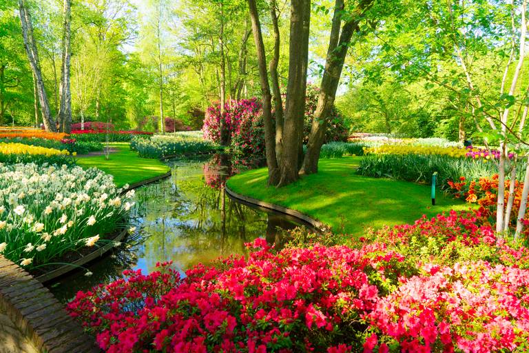 Blütenzeit im Keukenhof 2026