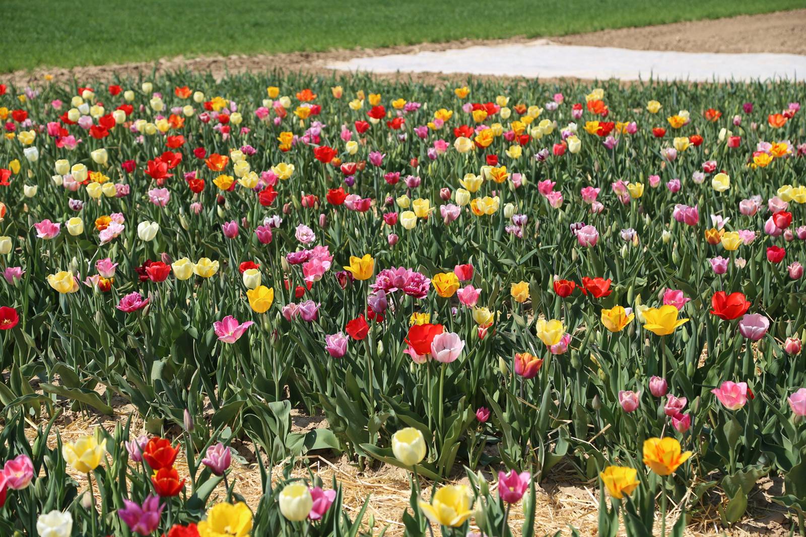 Veld met tulpen